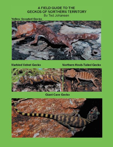 A Field Guide To The Geckos Of Northern Territory [Paperback]