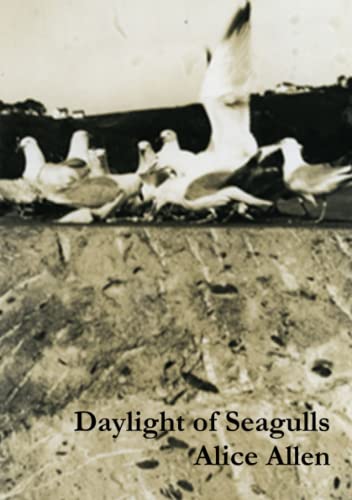 Daylight Of Seagulls
