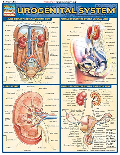 Urogenital System [Fold-out book or cha]