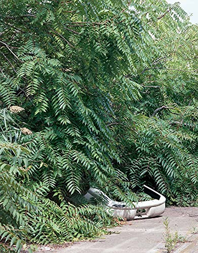 Franziska Klose Detroit Field Notes from a Wild City [Paperback]