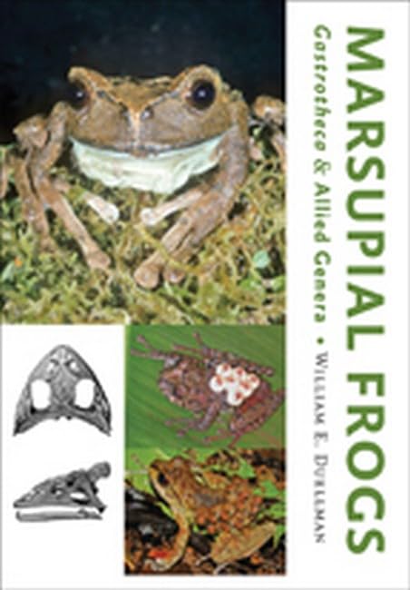 Marsupial Frogs Gastrotheca and Allied Genera [Hardcover]