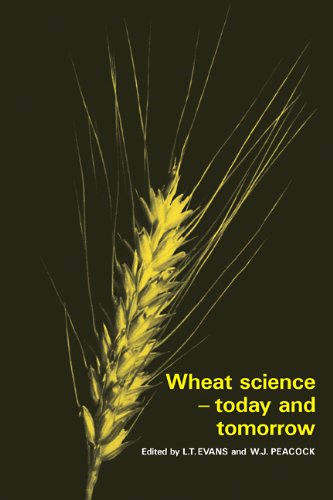 Wheat Science - Today and Tomorrow [Paperback]