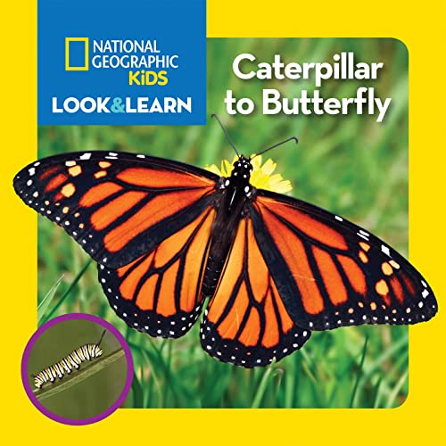 National Geographic Kids Look and Learn Caterpillar to Butterfly [Board book]