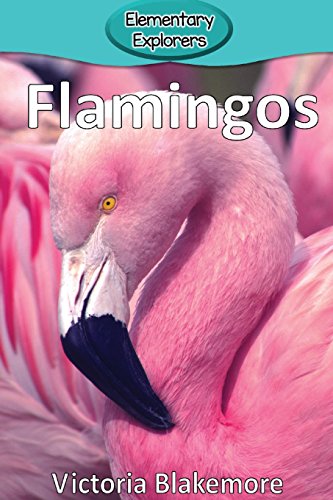 Flamingos (elementary Explorers) [Paperback]