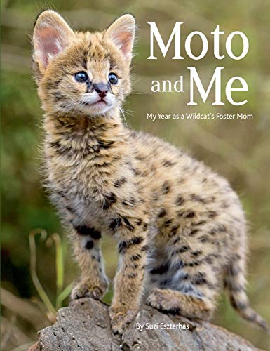 Moto and Me My Year as a Wildcat's Foster Mom [Paperback]