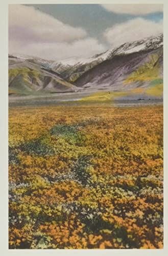 Vintage Journal California Poppies