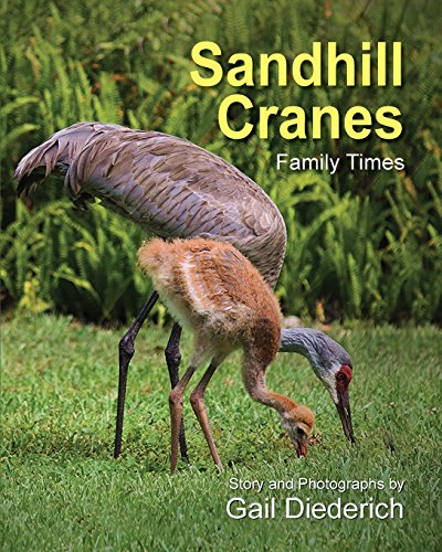 Sandhill Cranes, Family Times [Paperback]