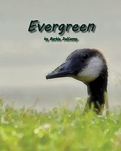 Evergreen [Paperback]