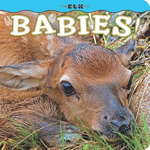 Elk Babies [Board book]
