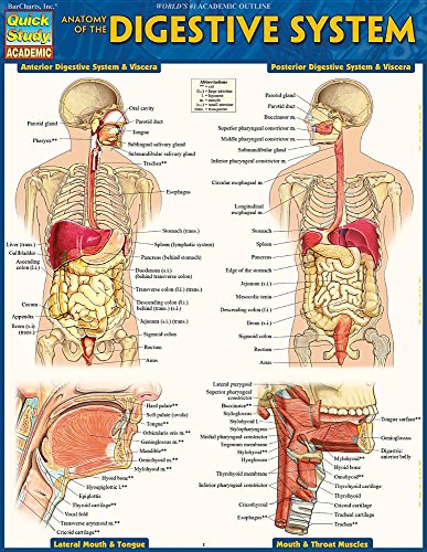Anatomy of the Digestive System QuickStudy Laminated Reference Guide [Fold-out book or cha]