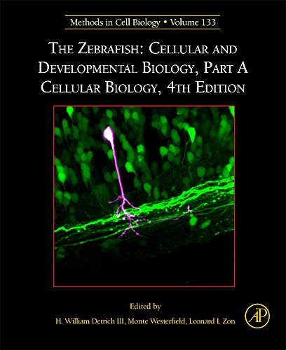 The Zebrafish Cellular and Developmental Biology, Part A Cellular Biology [Hardcover]