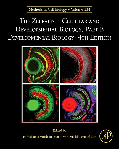 The Zebrafish Cellular and Developmental Biology, Part B Developmental Biology [Hardcover]
