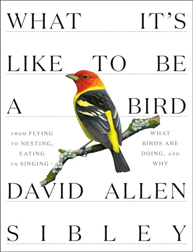 What It's Like to Be a Bird From Flying to Nesting, Eating to Singing--What Bir [Hardcover]