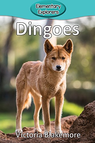 Dingoes [Paperback]