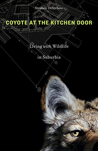 Coyote at the Kitchen Door Living with Wildlife in Suburbia [Paperback]