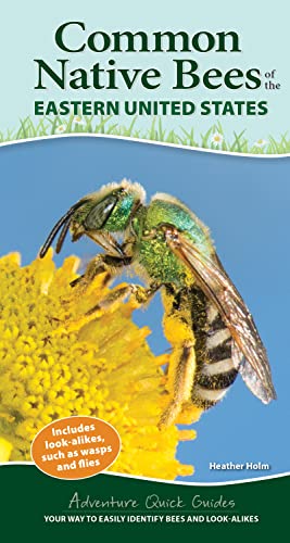 Common Native Bees of the Eastern United States Your Way to Easily Identify Bee [Spiral bound]