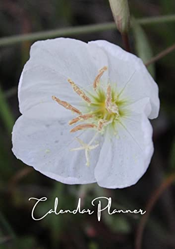 Monday Morning - A 2022, 12 Month + Weekly Planner