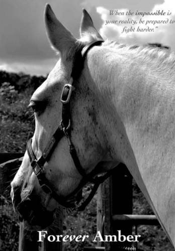 Forever Amber [Hardcover]