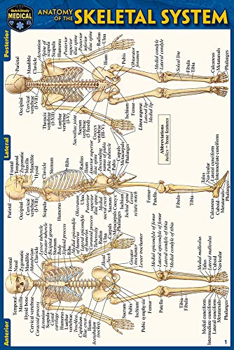 Anatomy of the Skeletal System (Pocket-Sized Edition - 4x6 inches) [Fold-out book or cha]