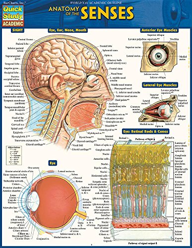 Anatomy of the Senses QuickStudy Laminated Reference Guide [Fold-out book or cha]