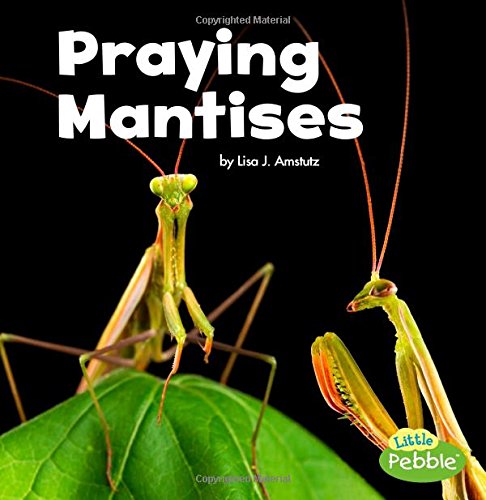Praying Mantises (little Critters) [Paperback]