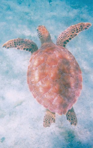 Peace Discovering Life's Harmony Through Relationships [Hardcover]