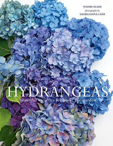 Hydrangeas                               [CLOTH               ]