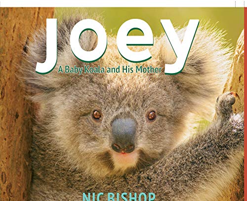 Joey A Baby Koala and His Mother [Hardcover]